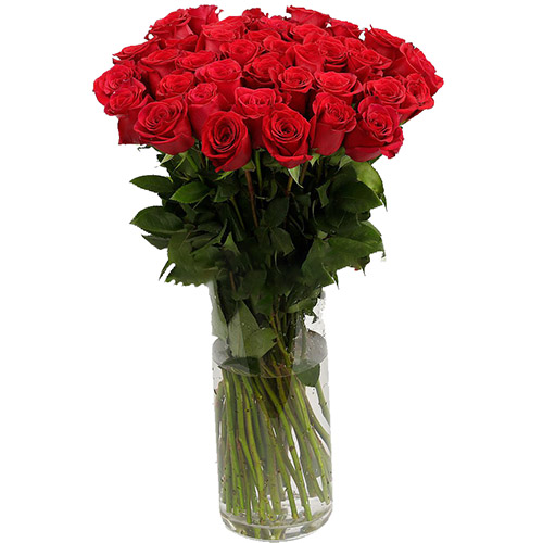 фото товара Троянда імпортна червона (поштучно) | «Роза Закарпаття»