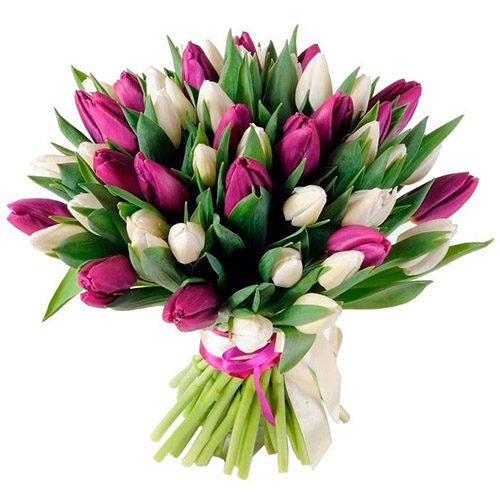 Фото товара 51 бело-пурпурный тюльпан (с лентой) в Ужгороде