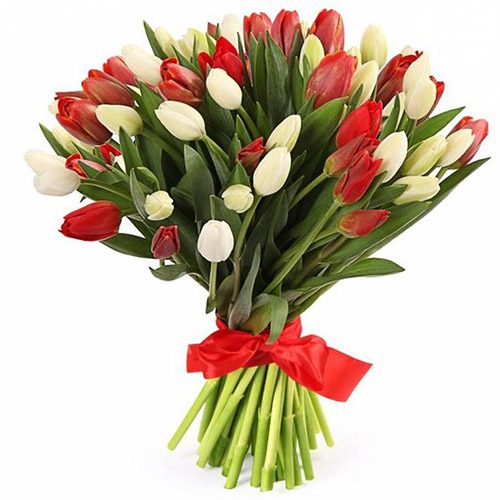 Фото товара 51 червоно-білий тюльпан (зі стрічкою) в Ужгороде