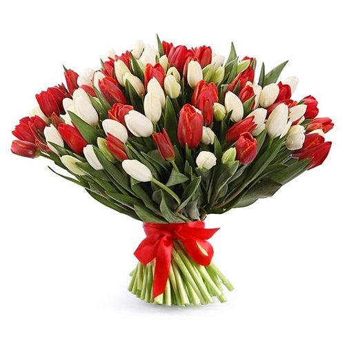 Фото товара 75 красно-белых тюльпанов (с лентой) в Ужгороде