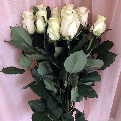 9 кремовых роз в Ужгороде, Мукачево фото