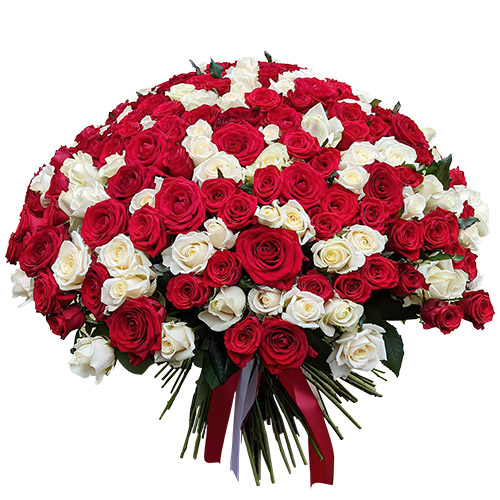 Фото товара 201 красная и белая роза в Ужгороде