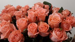 коралловые розы фото